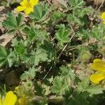 Potentilla brauneana Blad