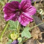 Malva arborea花