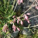 Silene behen Fula