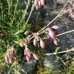 Silene behen Flower