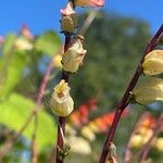 Ipomoea lobata 花