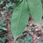 Dialium bipindense Blatt
