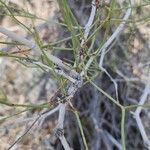 Calligonum polygonoides Bark