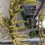 Phyllanthus emblica Õis