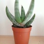 Aloe petricola Hostoa