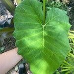 Colocasia gigantea Leaf