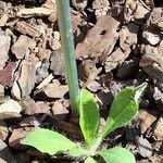 Hieracium albiflorum Blatt