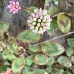 Persicaria capitataFlower