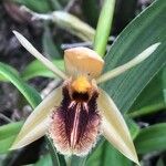 Coelogyne ovalis Flor