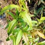 Persicaria odorata Blad