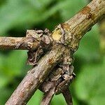 Sambucus racemosa Кора