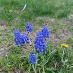 Muscari botryoidesBlomst