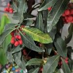 Ardisia crenata Blad