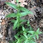 Epilobium palustre ഇല