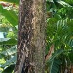 Pouteria macrophylla Kabuk