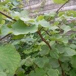 Cercis occidentalis Hostoa