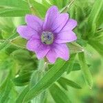 Geranium dissectum 花