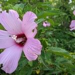 Hibiscus moscheutos花