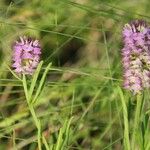 Polygala cruciata Habitat