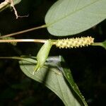 Anthurium microspadix Habitus