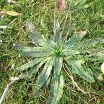 Plantago serraria Frunză