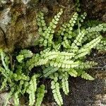 Asplenium adulterinum Leaf