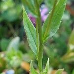 Camelina sativa Folha