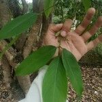 Clitoria fairchildiana Leaf