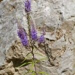 Veronica longifolia 形態
