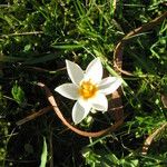 Crocus sieberi Habitus