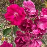 Rosa pendulinaΛουλούδι