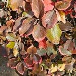 Acalypha wilkesiana Leaf