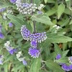 Caryopteris × clandonensisBlomma