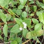 Richardia brasiliensis Flor