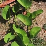 Ipomoea pes-caprae Leaf