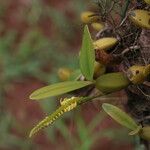 Bulbophyllum scaberulum عادت داشتن