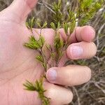 Hypericum fasciculatum ഇല