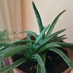 Aloe variegata Φύλλο