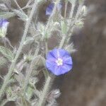 Evolvulus tenuis Flower