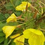 Oenothera glazioviana Flower