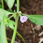 Justicia heterocarpa Bloem