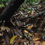 Gymnosiphon longistylus Hábito