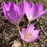 Colchicum bivonae Blodyn