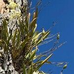 Brassavola nodosa Folla