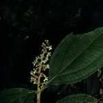 Miconia diaphanea Hàbitat