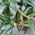 Ilex cornuta