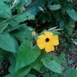 Thunbergia alata Blüte