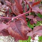 Persicaria microcephala List