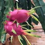 Hylocereus undatus Плод