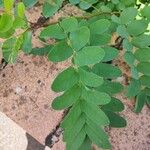 Robinia pseudoacaciaList